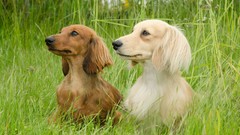 Animals Dogs outdoors pets