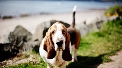 Animals Dogs outdoors pets beagle