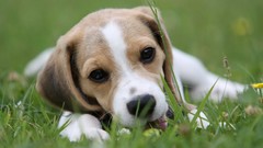 Animals Dogs outdoors pets beagle