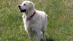 Animals Dogs outdoors pets golden retriever