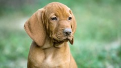 Animals Dogs outdoors pets vizsla