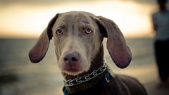 Animals Dogs outdoors pets Weimaraner