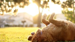 Animals Dogs outdoors sunlight