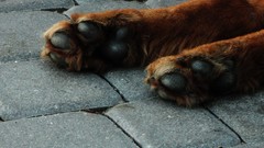 Animals Dogs paws pets