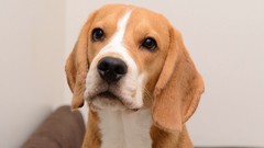 Animals Dogs pets beagle
