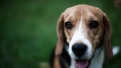 Animals Dogs pets beagle
