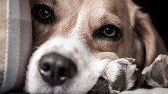 Animals Dogs pets beagle