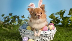 Animals Dogs pets Easter Eggs
