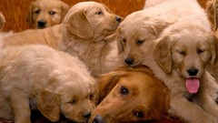 Animals Dogs pets golden retriever
