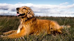 Animals Dogs pets golden retriever
