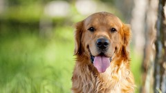 Animals Dogs pets golden retriever