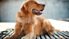 Animals Dogs pets golden retriever
