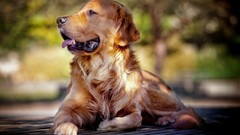 Animals Dogs pets golden retriever