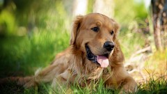 Animals Dogs pets golden retriever