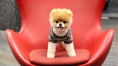 Animals Dogs pets pomeranian boo