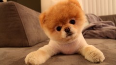 Animals Dogs pets pomeranian boo