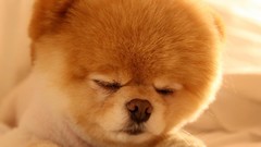 Animals Dogs pets pomeranian boo