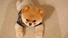 Animals Dogs pets pomeranian boo