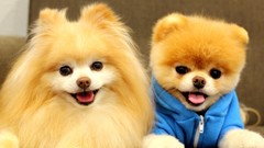 Animals Dogs pets pomeranian boo