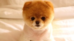 Animals Dogs pets pomeranian boo