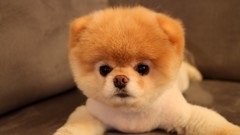 Animals Dogs pets pomeranian boo