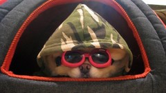 Animals Dogs pets pomeranian boo