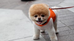 Animals Dogs pets pomeranian boo