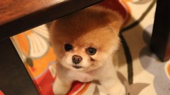 Animals Dogs pets pomeranian boo