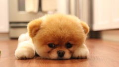 Animals Dogs pets pomeranian boo