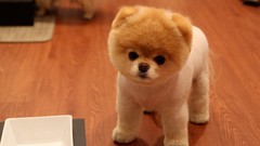 Animals Dogs pets pomeranian boo