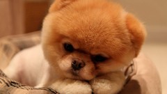 Animals Dogs pets pomeranian boo