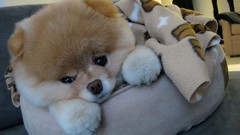 Animals Dogs pets pomeranian boo pas