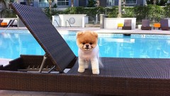 Animals Dogs pets pomeranian lounging boo