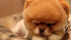 Animals Dogs pets pomeranian Thanksgiving boo