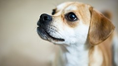 Animals Dogs pets Puggles