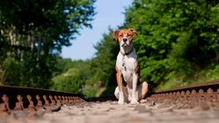 Animals Dogs pets railroad tracks