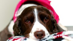 Animals Dogs pets sick