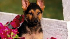 Animals Dogs pink flowers