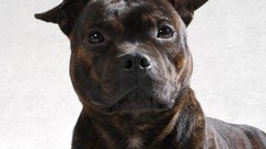 Animals Dogs pitbull