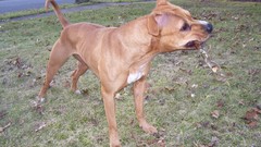 Animals Dogs pitbull