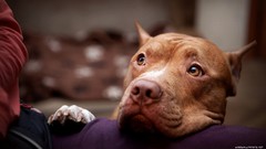 Animals Dogs pitbull amstaff pit bull terrier american 