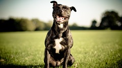 Animals Dogs pitbull outdoors