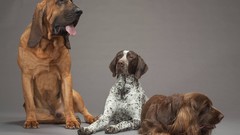 Animals Dogs pointer Bloodhound spaniel hound german 