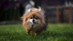 Animals Dogs pomeranian soft light