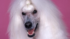 Animals Dogs poodle