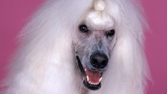 Animals Dogs poodle