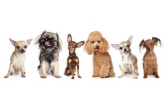 Animals Dogs poodle chihuahua pekinese miniature pinscher