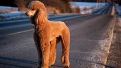 Animals Dogs poodle pets