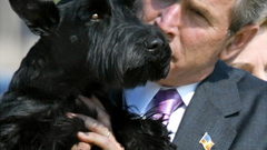 Animals Dogs Presidents George