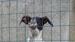 Animals Dogs prison